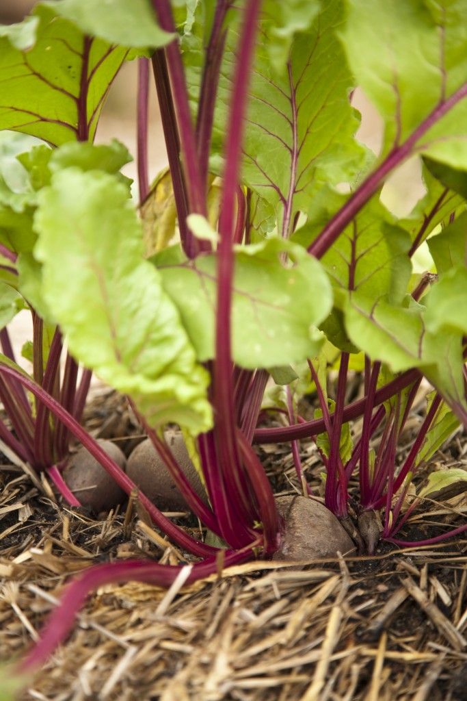 straw-bale-gardening-instructions